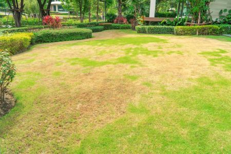 Lawn disease control