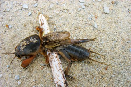 Mole crickets